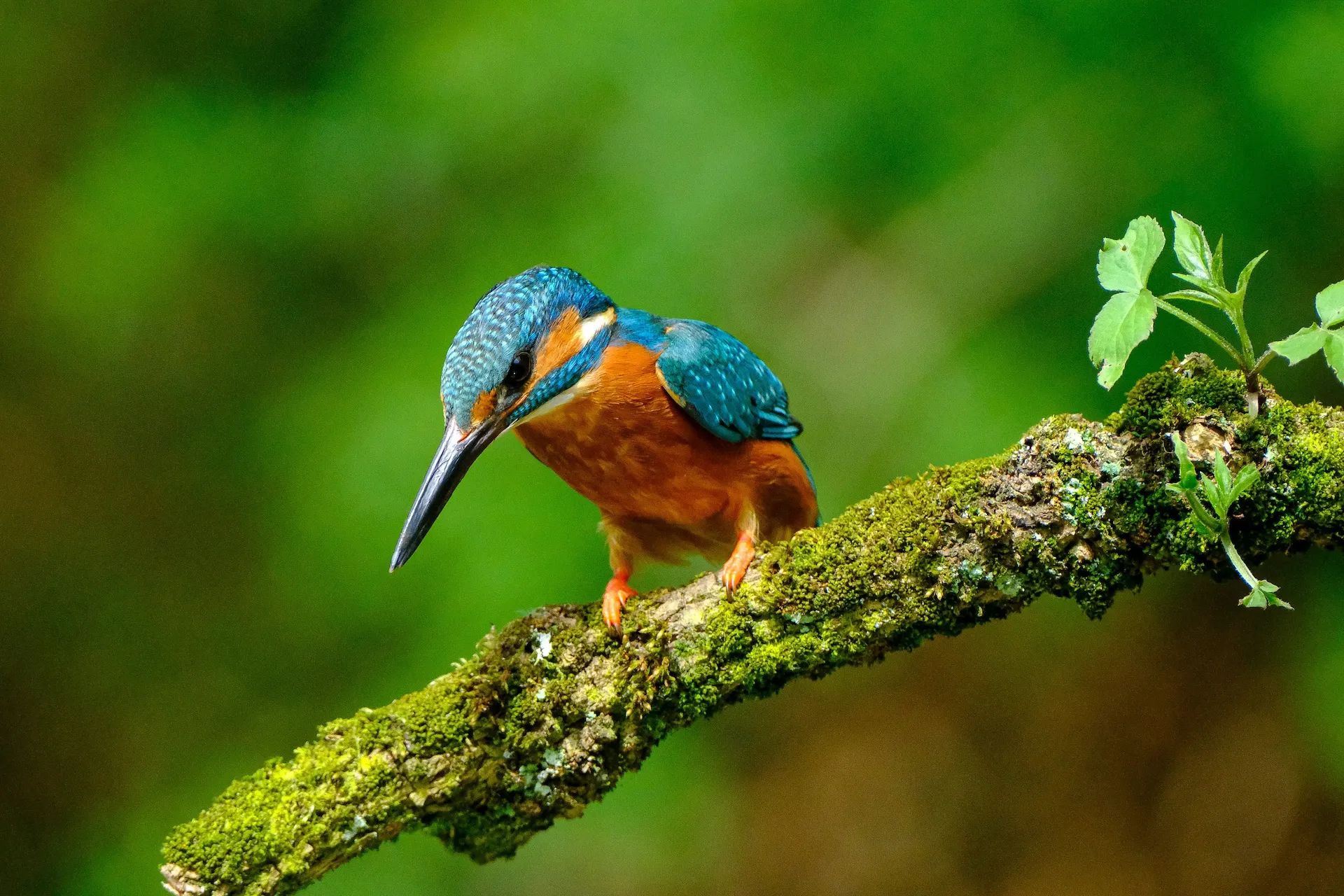 Pássaro em habitat natural preservado - símbolo de biodiversidade e conservação ambiental