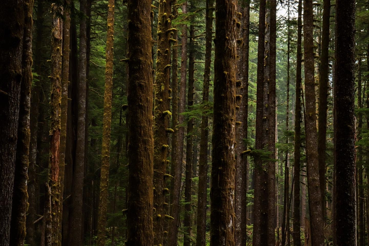 Paisagem natural representando soluções climáticas
