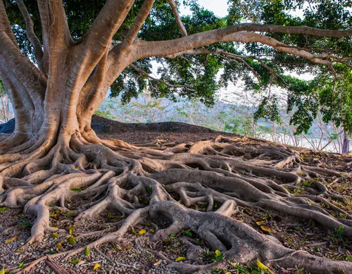Raízes representando valores
