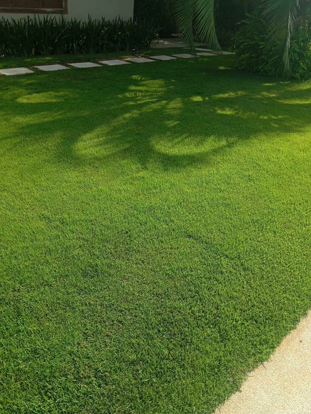 Grama Zeon Zoysia